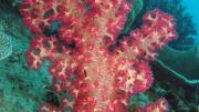 A pink soft coral under water